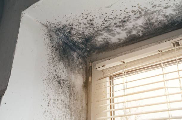 Affordable Mold Remediation solutions in Morristown, NJ