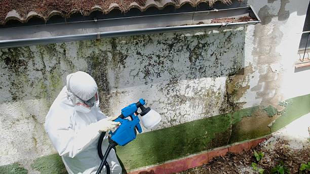 Top rated local Mold Remediation specialists in Morristown, NJ